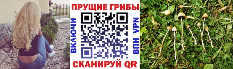 Псилоцибиновые грибы MAGIC MUSHROOMS Коммунар